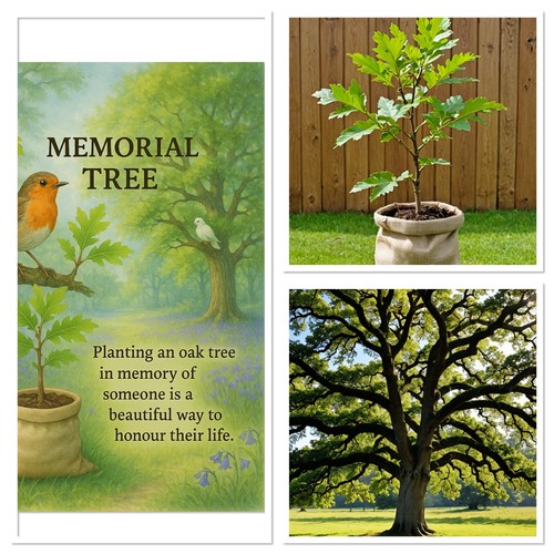 Memorial english oak - english,