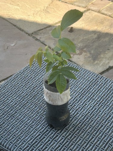 Black walnut tree