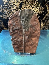 Fossil Crinoid Mahoumacrinus