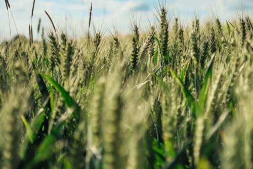 1000 einkorn wheat - wheat, seeds