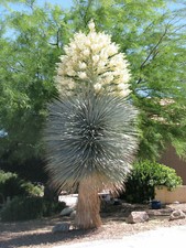 Yucca rigida, Blue Yucca - 10