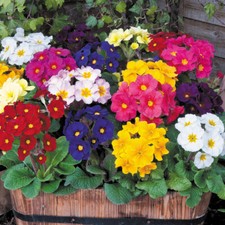 50 Giant Polyanthus Seeds Flowering Mix Colossea Perennial Border Pot Plant UK