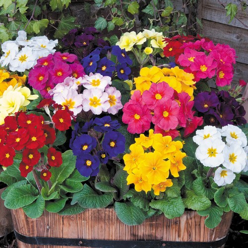 Giant polyanthus seeds - 50,