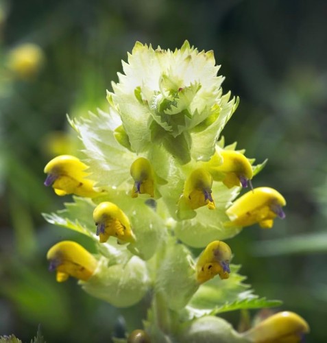 Yellow rattle seeds british - rattle,
