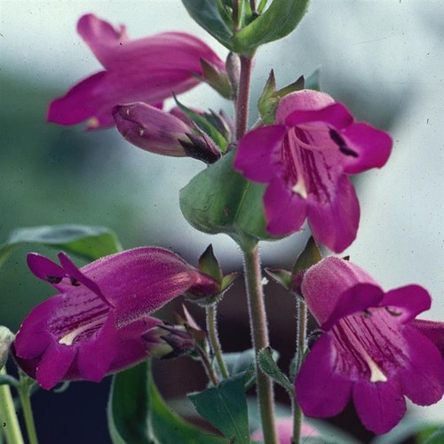 Penstemon burgundy perennial - penstemon,