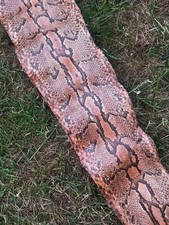 African Python Snake Skin In Very Good Condition   256cm length x 20cm wide