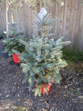 Picea pungens 'Super Blue' Christmas Tree potted 110-120cm live tree 15L