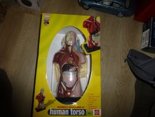Human Torso Model Set new