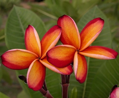 Fresh seeds frangipani - 5,