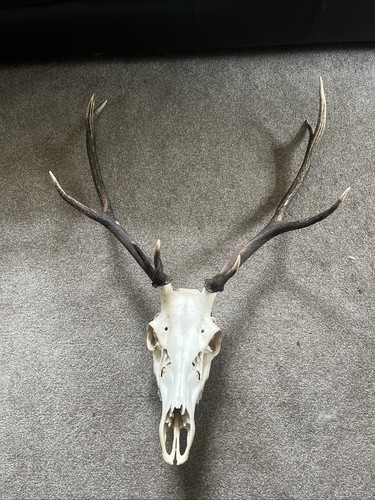 Scottish highland red deer - scottish,