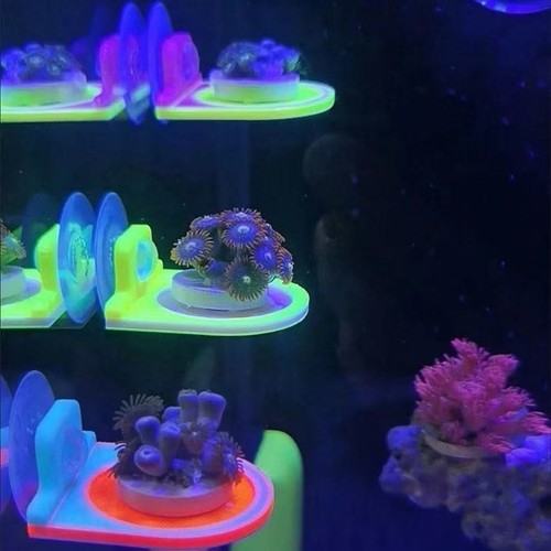 5pcs fluorescence frag - 5pcs,
