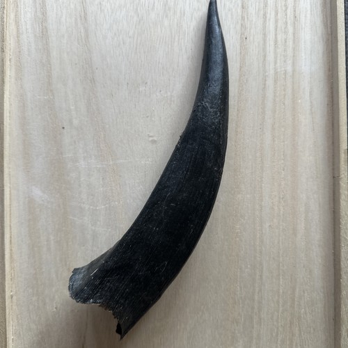Vintage kudu horn - vintage,