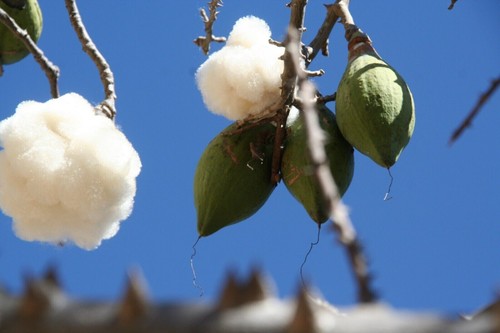 Kapok tree cotton - kapok,