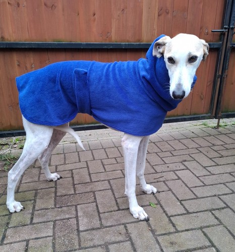 Greyhound lurcher whippet - greyhound,, lurcher,
