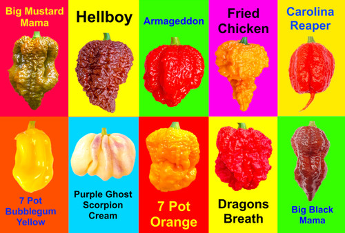 Worlds hottest chilli seeds - worlds,