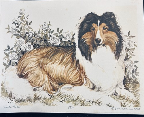 Shetland sheepdog signed - shetland,