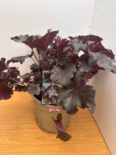 Heuchera black pearl litre - heuchera,