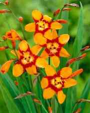 20 Crocosmia Emily McKenzie Bulbs Summer Flowering Garden Hardy Perennial Plant
