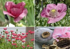 P. Somniferum Giganteum | The Giant Poppy | 2,000+ Seeds | Same Day Dispatch