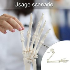 Human Arm Model Anatomical Study Life Size Human Arm Joint Study Skeleton Model