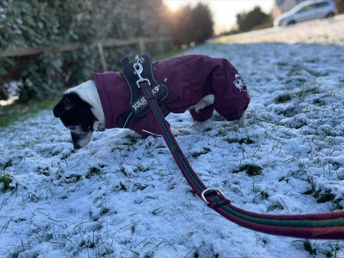 Hurtta extreme overall dog - hurtta,
