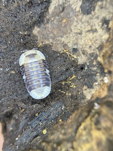 White ducky isopod - isopod, 10ct