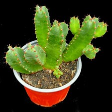 Euphorbia Resinifera succulent