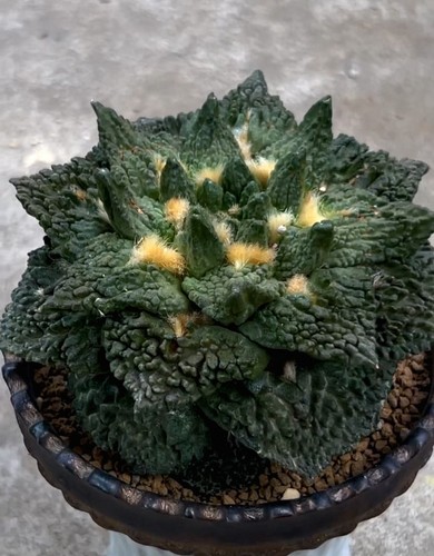 5cm live house plant - 11.5cm,