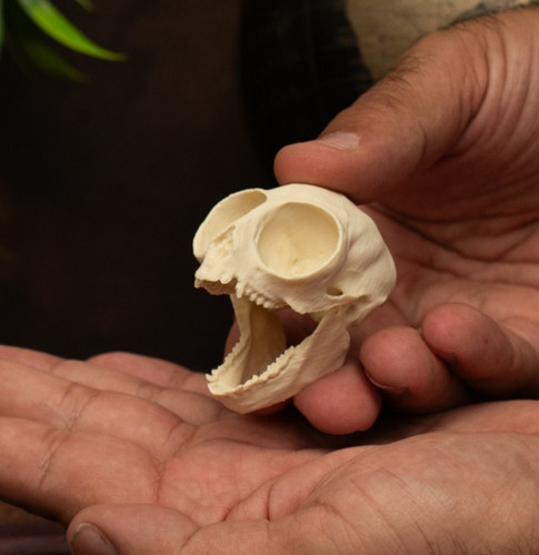 Owl monkey skull replica life - replica,