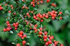 2x Cotoneaster horizontalis