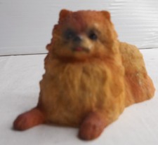 Playful Pomeranian Dog Laying