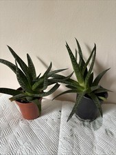 Indoor succulent plant indoor