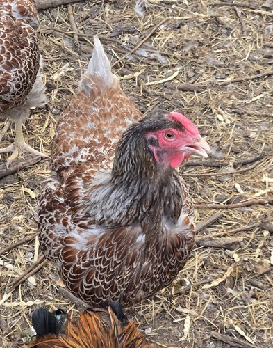 Wyandotte fertile hatching - fertile,