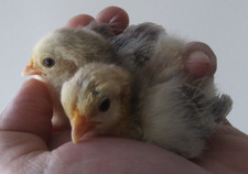 12 assorted Smooth feathered