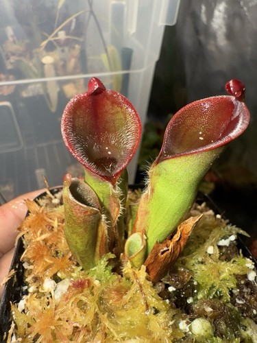 Heliamphora pulchella akopan - heliamphora,