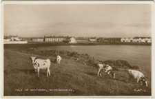ISLE OF WHITHORN, COWS - Wigtownshire Postcard 