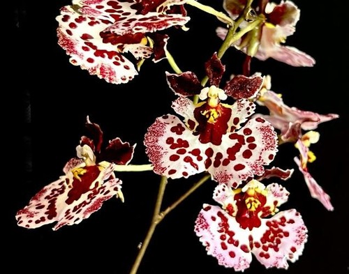 Rare tolumnia jairak - tolumnia, flyer