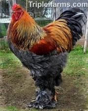 12+ GENTLE GIANT FOWL~BLUE