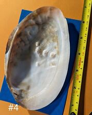 Rare, stunning Large clam MOP w/ Pearl in it. 10 cmx 13-16 cm Deco/Collectible 