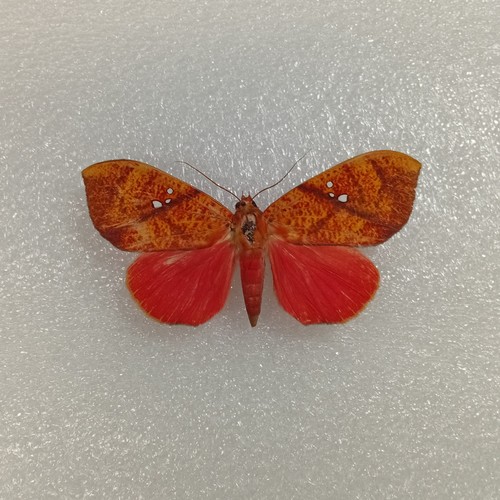 Scarlet underwing moth - underwing,
