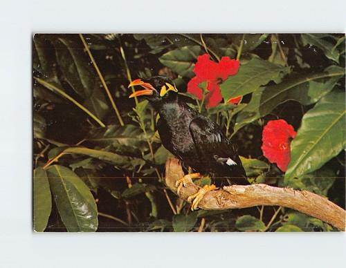 Postcard talking mynah - postcard,
