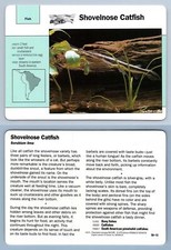 Shovelnose Catfish #59.13 Fish