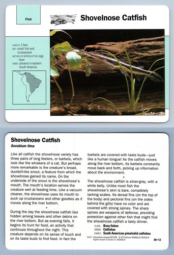 Shovelnose catfish 13 fish - shovelnose,