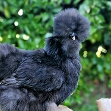 6X Fresh Poultry Chicken Eggs packed  in polystyrene  boxes  