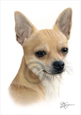 Short Haired CHIHUAHUA colour