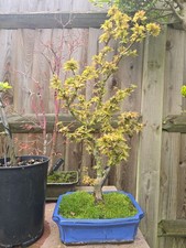 Unique  Acer palmatum