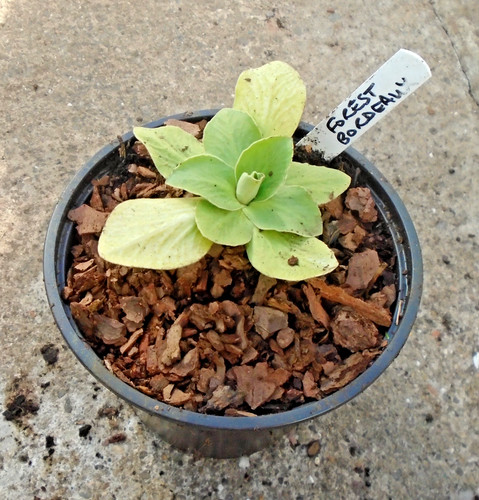 Primula auricula forest - auricula,