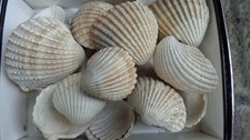 100 real cockle shells - 100,