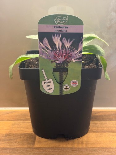 Centaurea montana - 2l, |