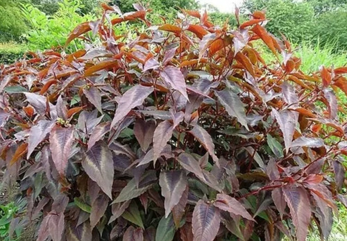 Persicaria red dragon - persicaria, dragon'